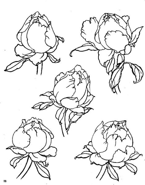 Бутон пиона эскиз