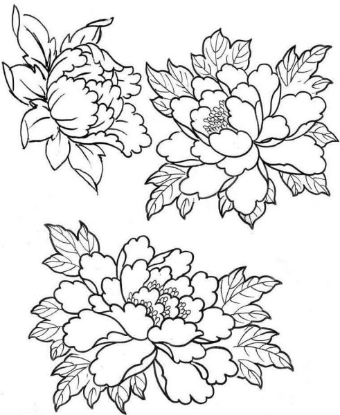 Пионы неотрад эскиз