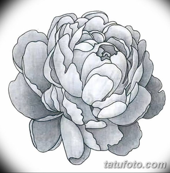 Пион зарисовка