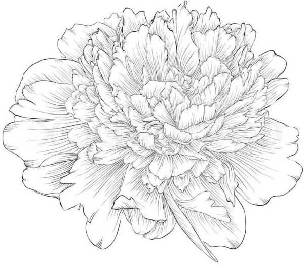 Пионы вектор