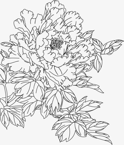 Пион очертание