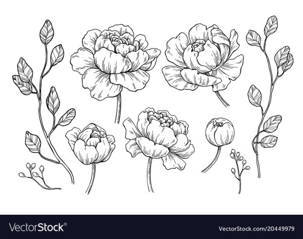 Пионы вектор чб