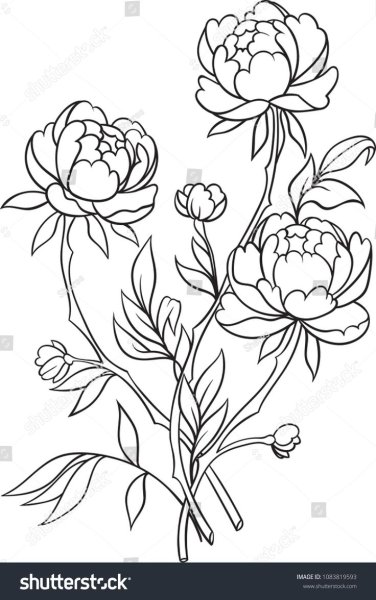 Бутон пиона раскраска