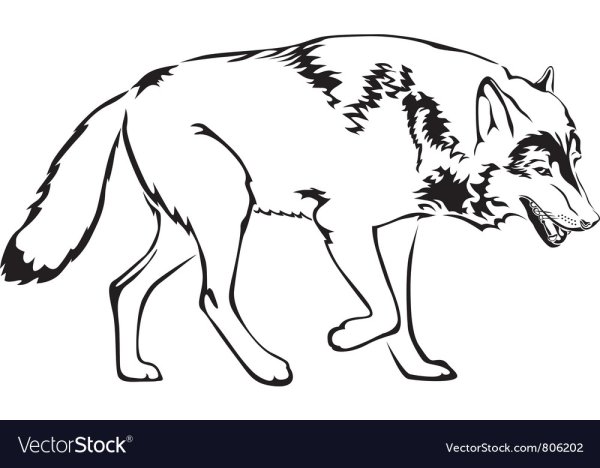 Волк рисунок контур