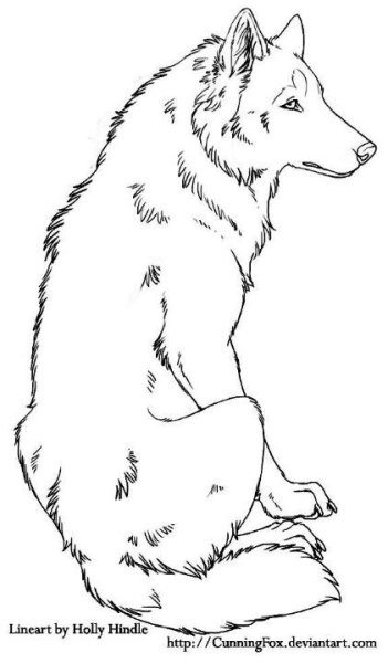 Волк рисунок контур