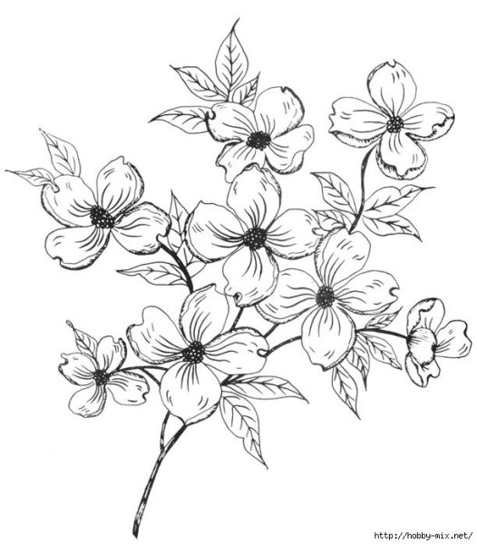 Раскраска цветы лилии