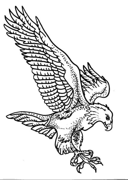 Орел рисунок