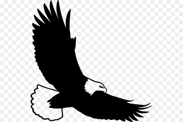 Контур птицы Орел