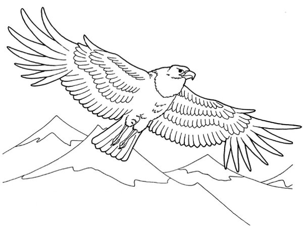 Орел раскраска