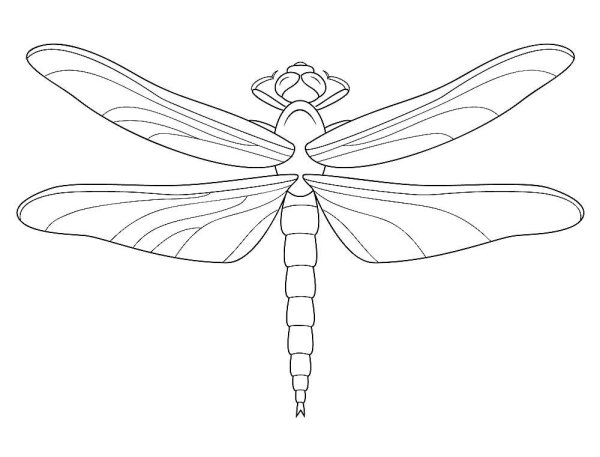 Стрекоза Дозорщик-Император раскраска