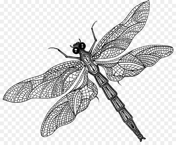 Стрекоза Драконья Муха