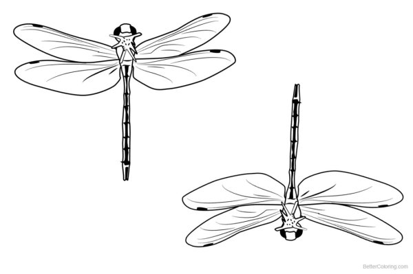 Раскраска бабочки и Стрекозы