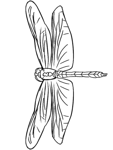 Раскраска бабочки и Стрекозы