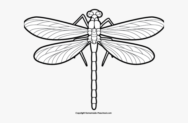 Стрекоза рисунок карандашом