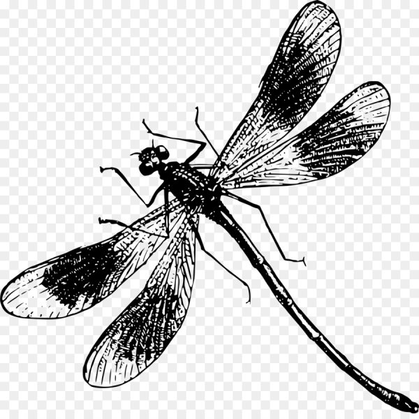 Стрекоза трафарет