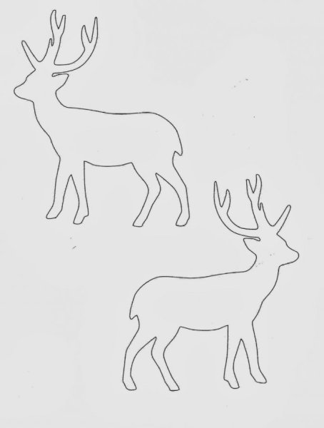 Зрачки оленя