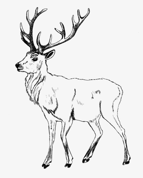 Контурный олень