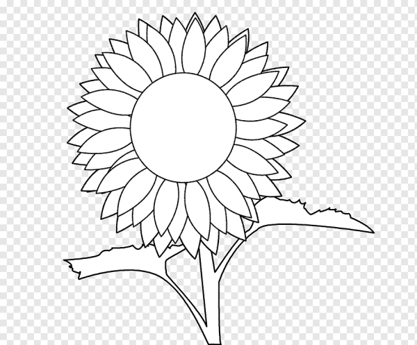Подсолнух. Раскраска