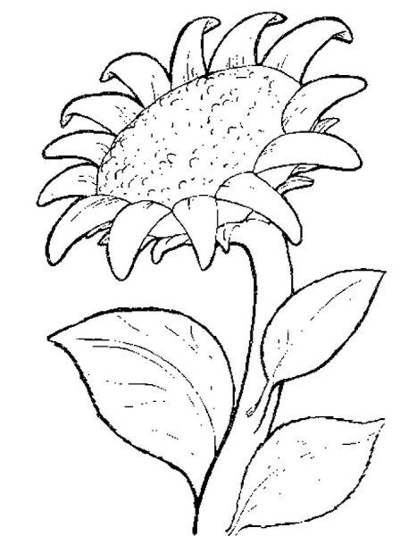 Подсолнух. Раскраска