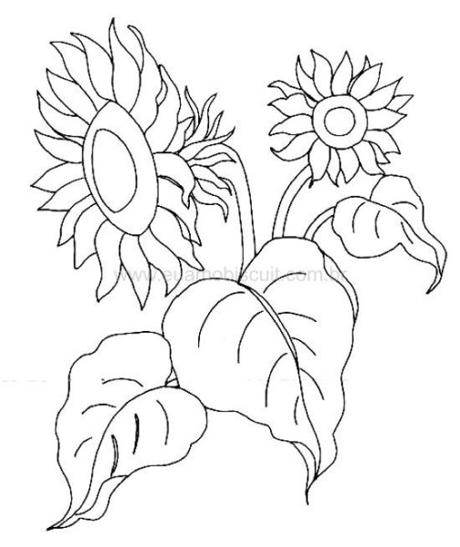 Подсолнечник раскраска