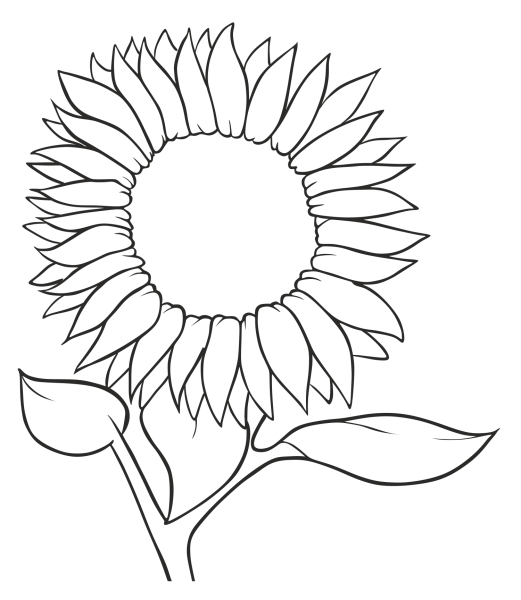Трафарет цветка подсолнуха