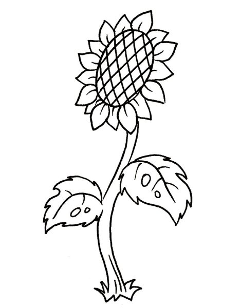 Подсолнух. Раскраска