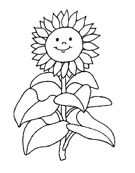 Подсолнух. Раскраска