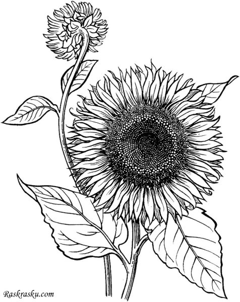 Подсолнух контур