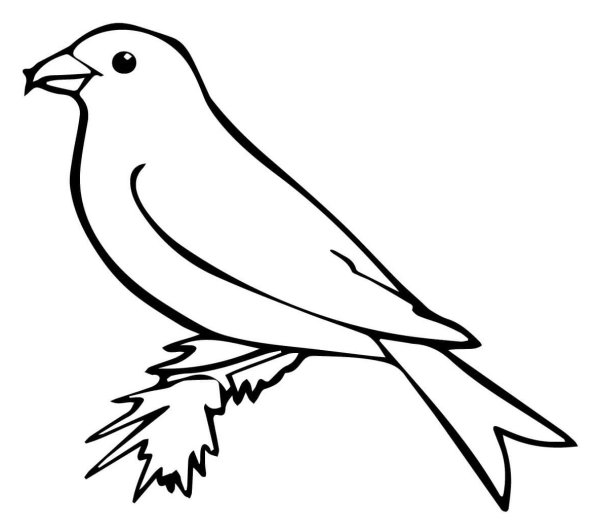 Клёст-еловик раскраска