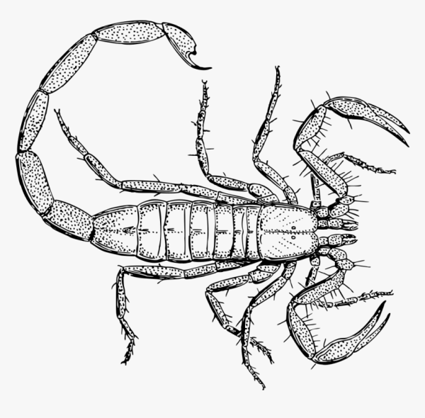 Скорпион рисунок