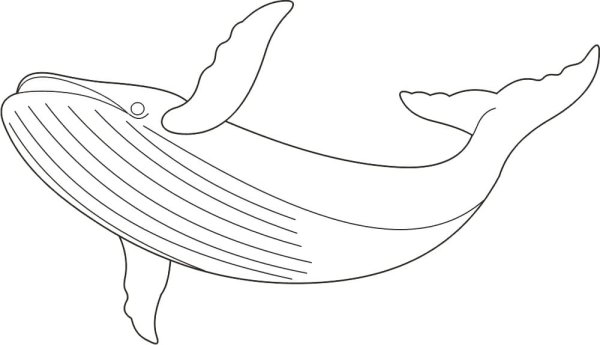 Нарисовать кита карандашом