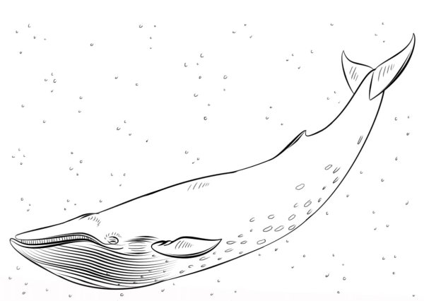 Кит раскраска для детей