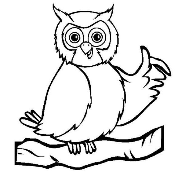 Сова раскраска для детей