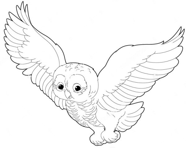 Сова трафарет