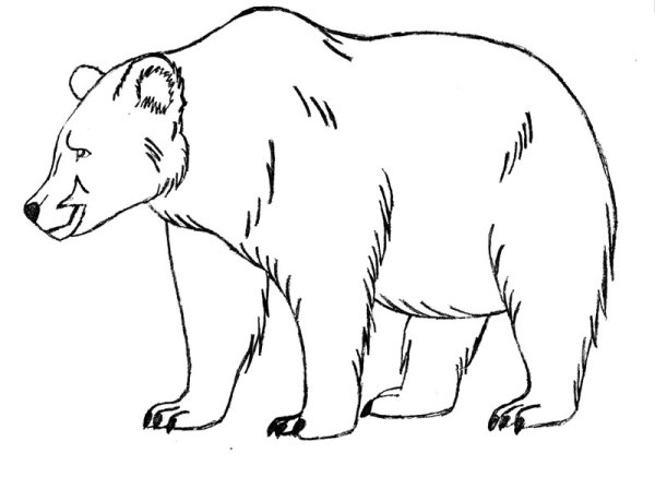 Бурый медведь раскраска