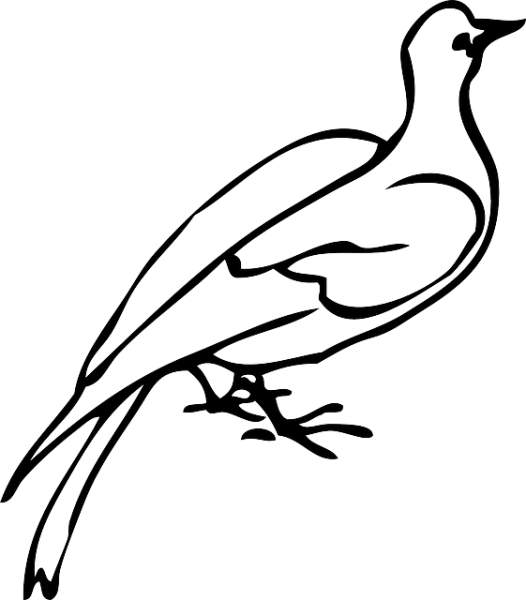 Контур птицы для раскрашивания детьми