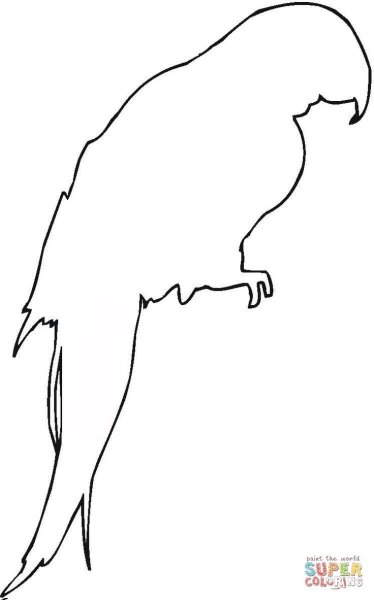 Попугай корелла