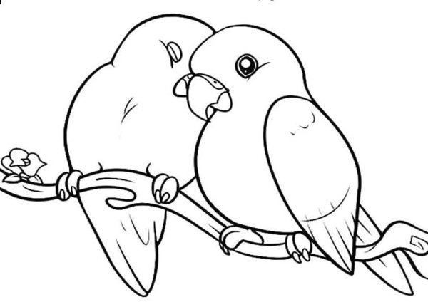 Попугай контур