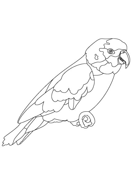 Раскраска попугай