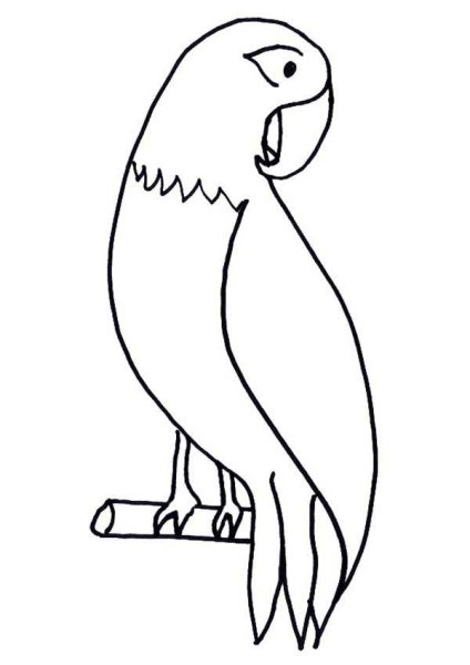 Попуган раскраска