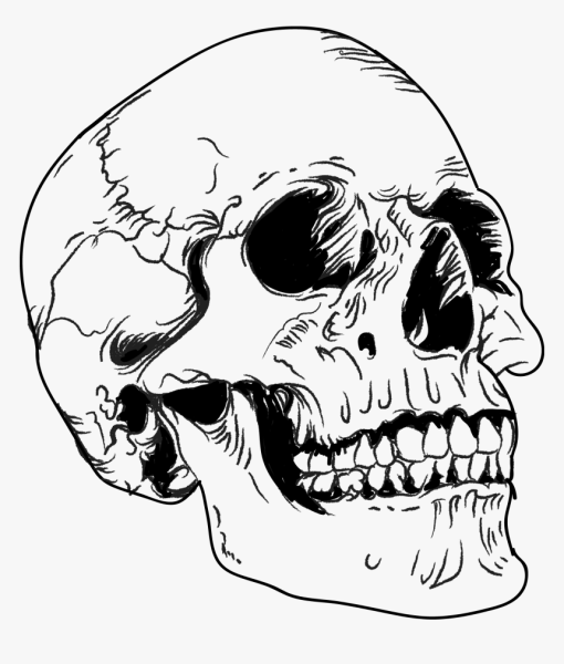 Очертания черепа