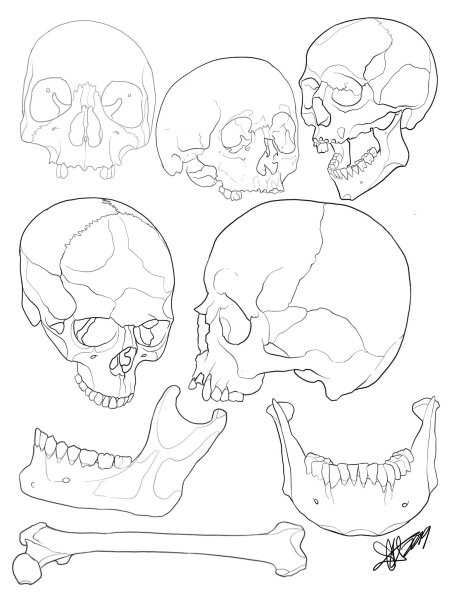 Череп очертание рисунок
