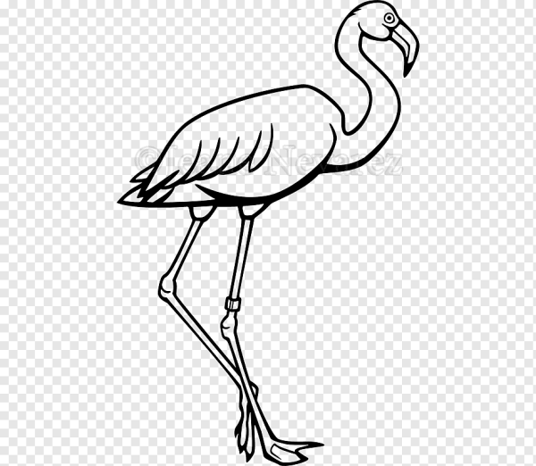 Фламинго раскраска для детей