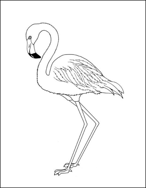 Фламинго для раскрашивания
