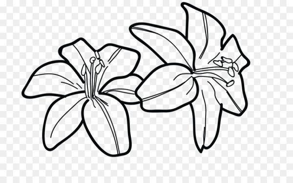 Лилии рисунок