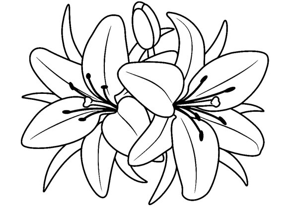 Цветы. Раскраска