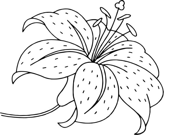 Цветы. Раскраска