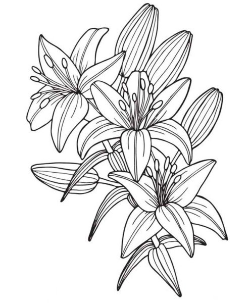 Лилии раскраска