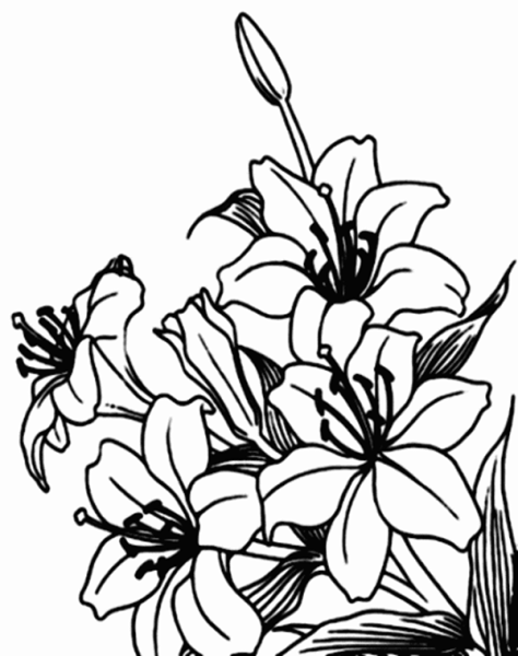 Раскраска лилии букет