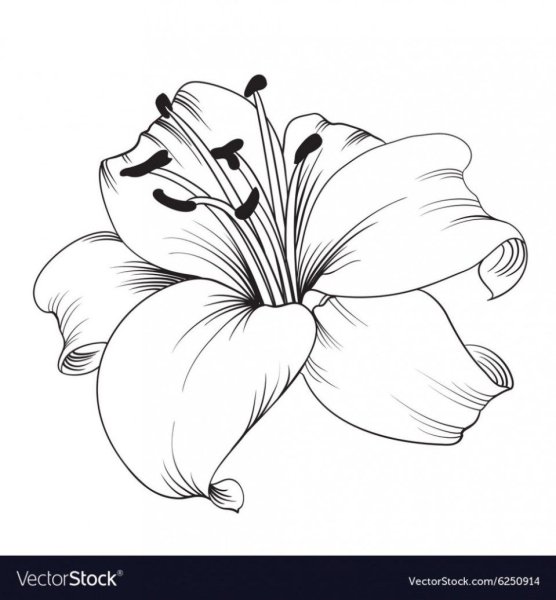 Лилия рисунок